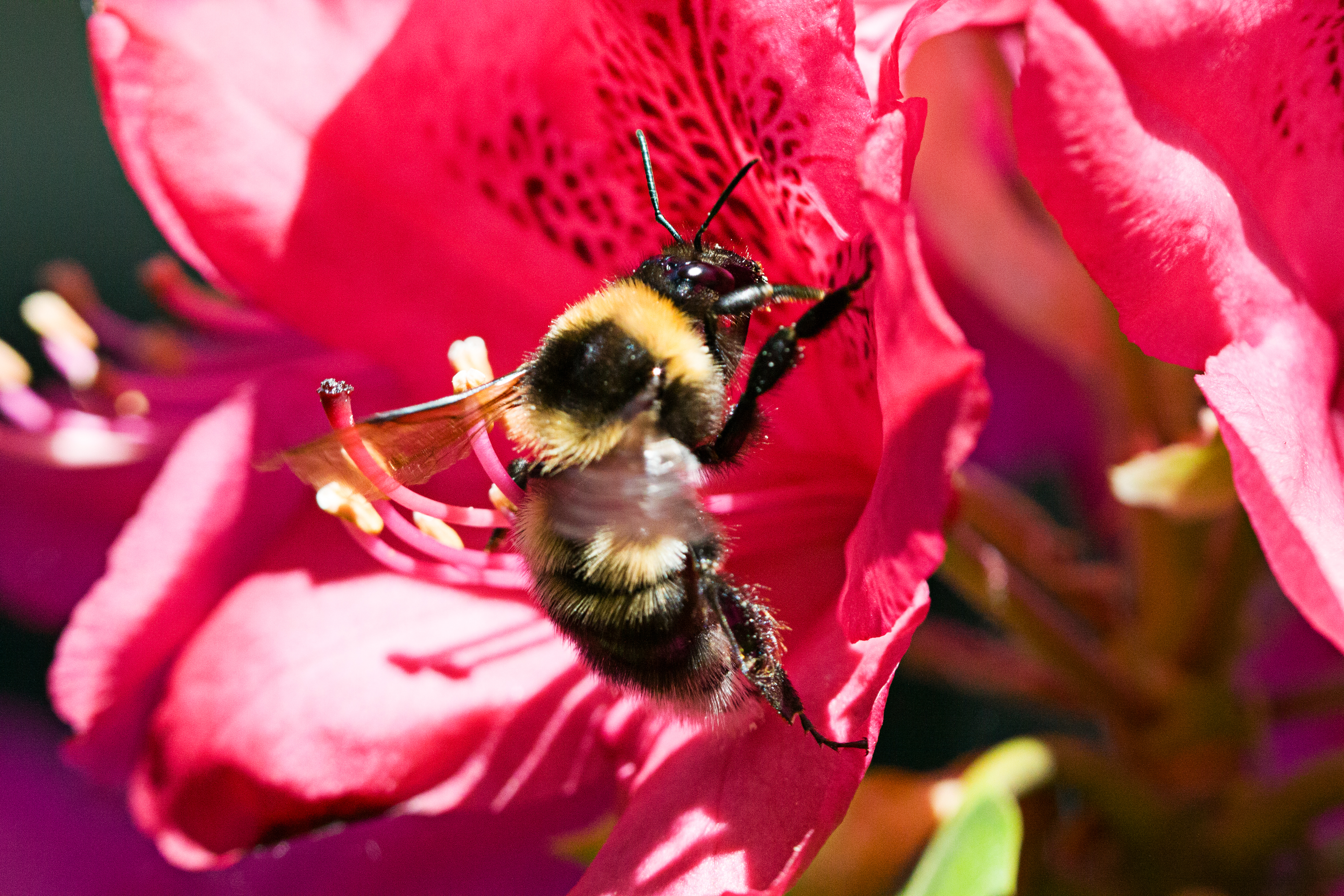 Hummel im Rhododendron